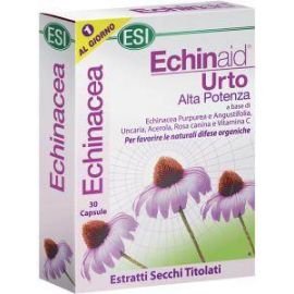 Echinaid Urto