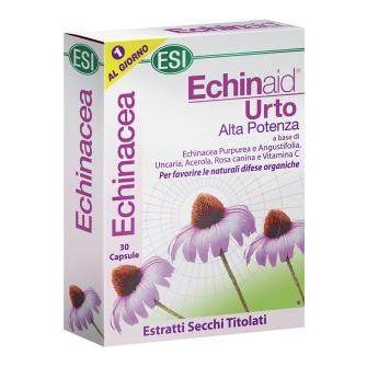 Echinaid Urto