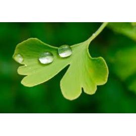 LONGLIFE GINKGO PLUS